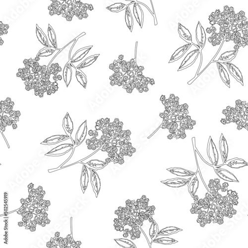 Tableau sur toile Elderflower vector seamless pattern