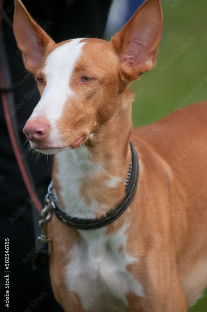 Ibizan Hound portrait while standing at a dog show