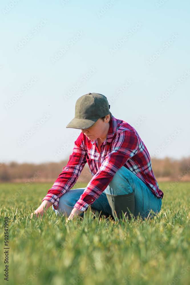 Farmer examining wheat seedling in cultivated field, female farm worker checking crop development Farmer examining wheat seedling in cultivated field, female farm worker checking crop development