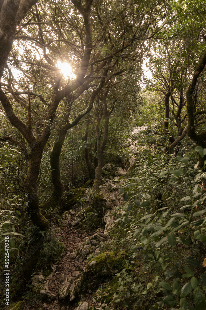 Naklejka premium path in a leafy forest in the mountains of the Basque Country