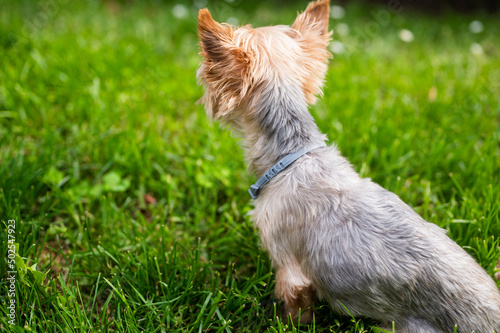 Anti tick and flea collar on cute little Yorkshire Terrier sitting in green grass