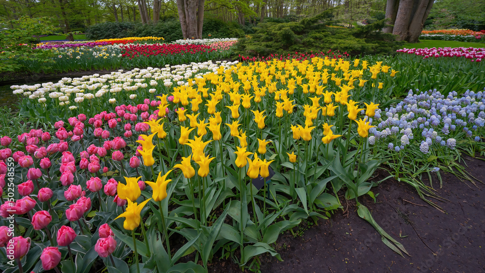 Landscape of colorful beautiful blooming tulip field in Lisse KEUKENHOF Park Holland Netherlands in spring, with fresh green meadow and trees - Tulips flowers background Landscape of colorful beautiful blooming tulip field in Lisse KEUKENHOF Park Holland Netherlands in spring, with fresh green meadow and trees - Tulips flowers background