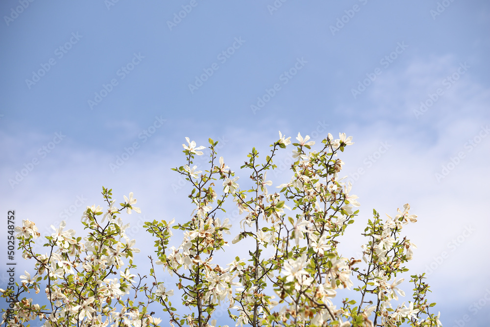 flowers against blue sky flowers against blue sky