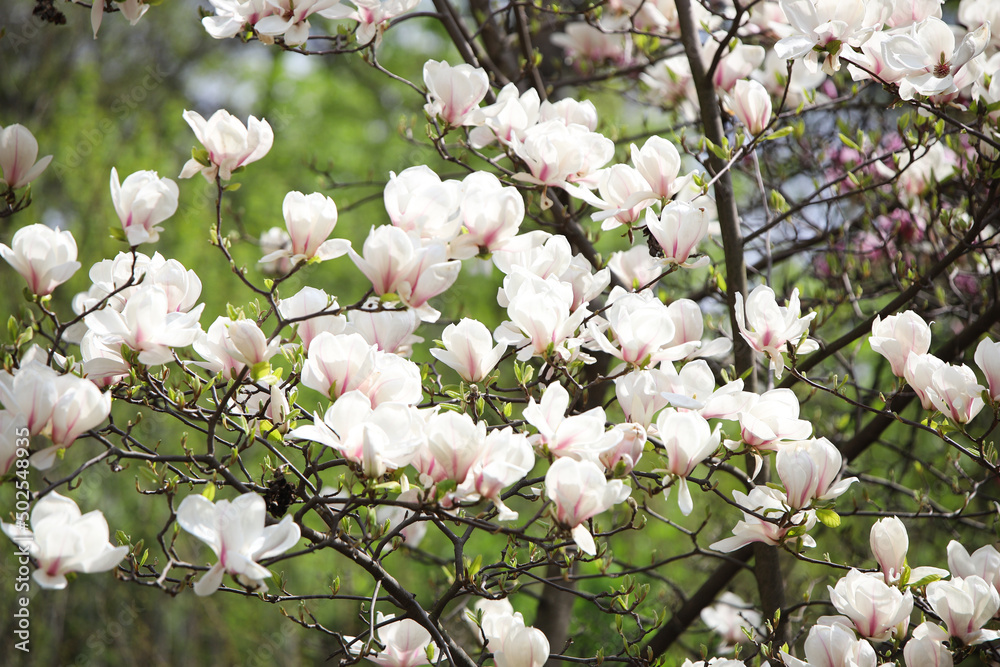 beautiful white magnolia beautiful white magnolia