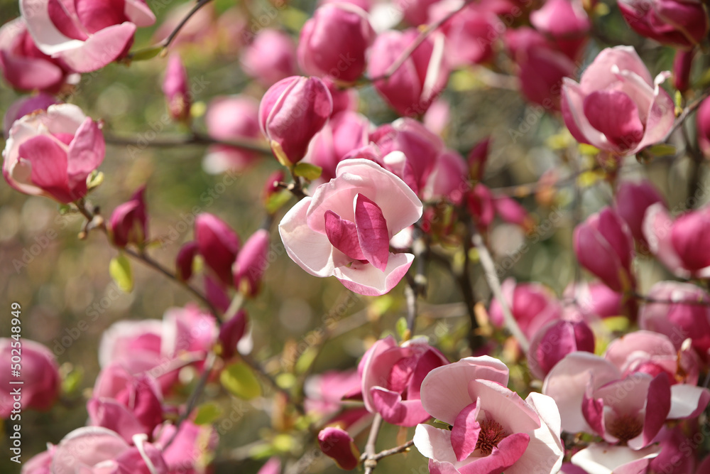 pink magnolia flowers pink magnolia flowers