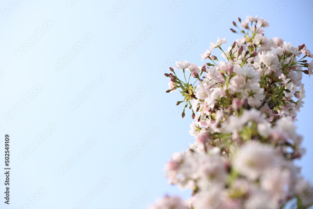 beautiful flowers on a tree against the sky beautiful flowers on a tree against the sky