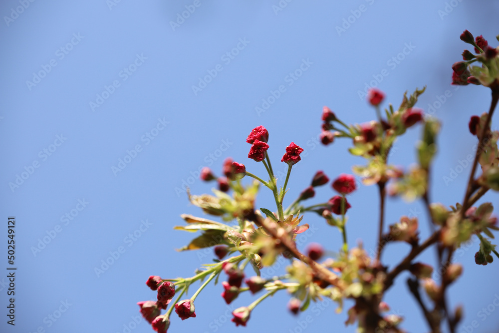 beautiful flowers on a tree against the sky beautiful flowers on a tree against the sky