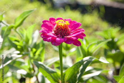 Pink tithonia flower. Garden flower close-up.