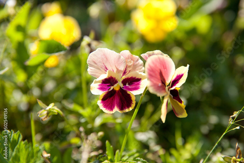 garden pansy is a type of large-flowered hybrid plant cultivated as a garden flower.
