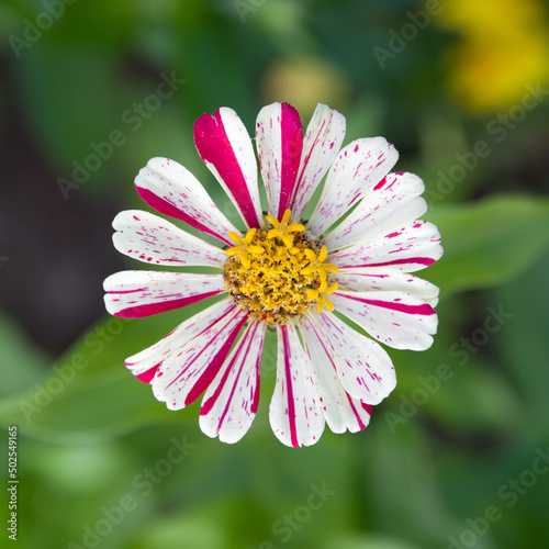 Pink tithonia flower. Garden flower close-up. Flower with striped petals.