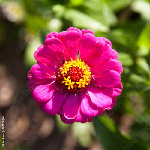 Pink tithonia flower. Garden flower close-up.