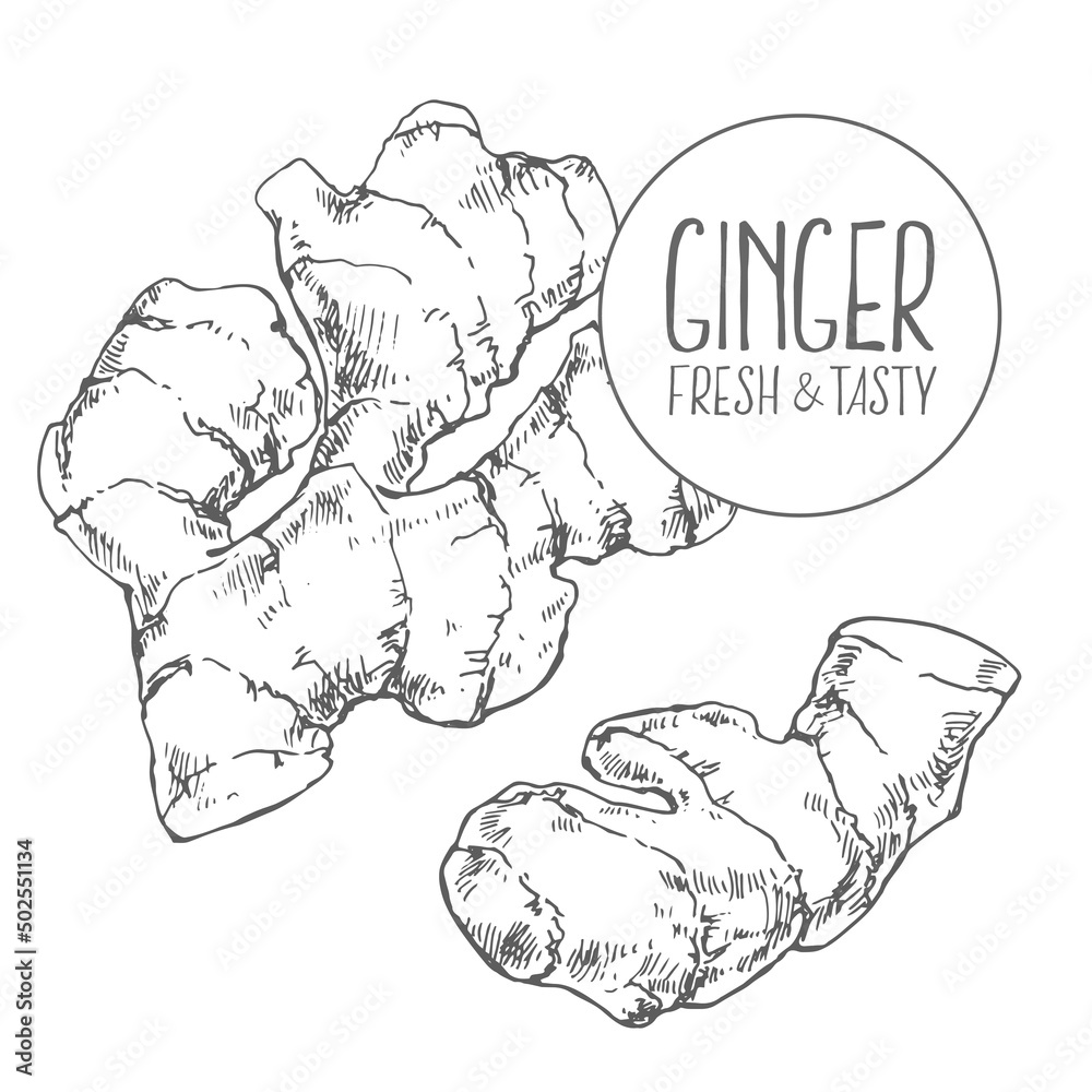 Hand drawn vector condiment flavour image template Hand drawn vector condiment flavour image template