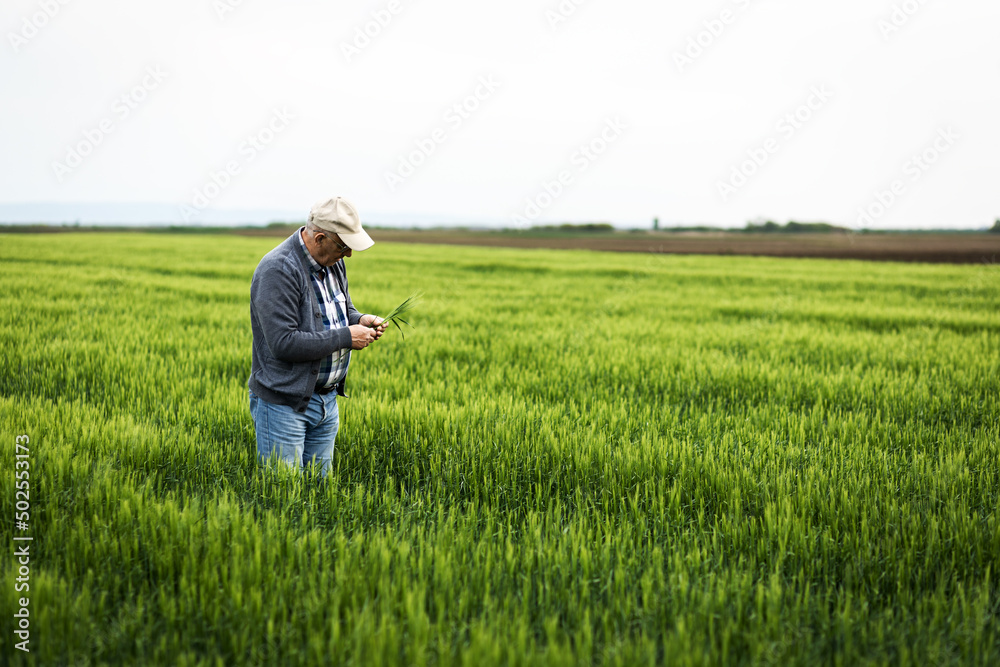 Senior farmer standing in barley field examining crop. Senior farmer standing in barley field examining crop.