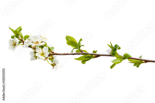 Spring flowering tree branch with leaves isolated on white background.
