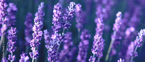 Banner with soft focused Lavender flowers at sunset Blooming Violet fragrant lavender flower summer landscape Growing Lavender, harvest, perfume ingredient, aromatherapy Lavender field lit by sunlight