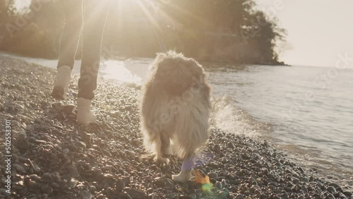 Back view: A woman walks with a dog at the shore of the lake, walking near the water's edge. The sun illuminates the waves and splashes of water photo