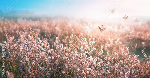 Beautiful fluffy wild grass and fluttering butterflies in field on nature in spring summer in rays of setting sun at sunset. Shallow depth of field.