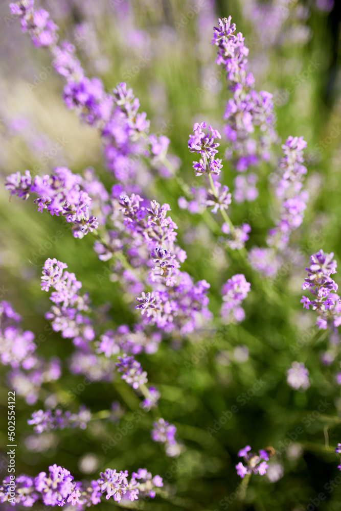 Close up to lavender flowers, Violet lavender Field in the summer, aromatherapy, nature Cosmetics Close up to lavender flowers, Violet lavender Field in the summer, aromatherapy, nature Cosmetics
