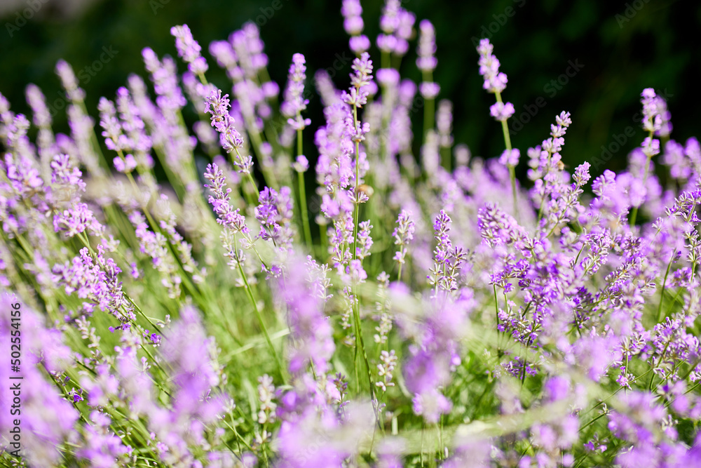 Obraz premium Close up to lavender flowers, Violet lavender Field in the summer, aromatherapy, nature Cosmetics