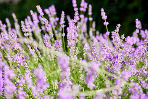 Close up to lavender flowers   Violet lavender Field in the summer  aromatherapy  nature Cosmetics