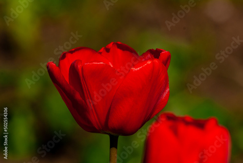 Beautiful tulips on a sunny May day 