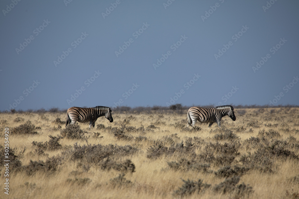 Fototapeta premium African safari, group of African zebras 