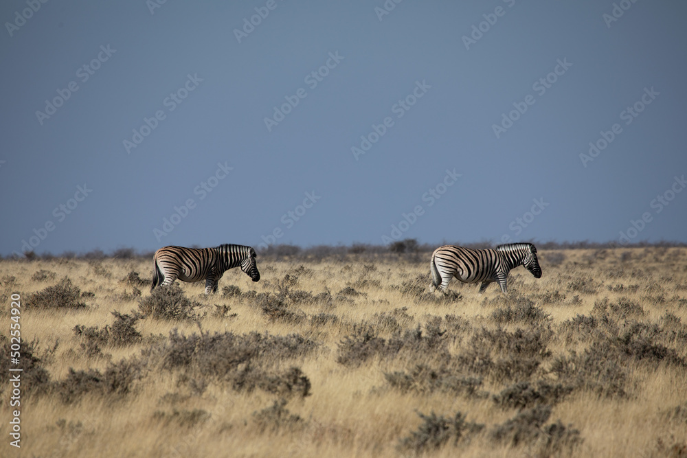 African safari, group of African zebras 