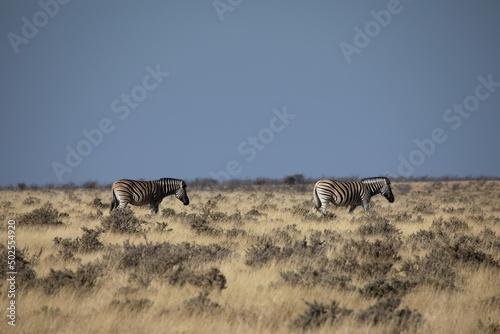 African safari, group of African zebras  © sweethelen