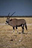 Oryx, National Park, Etosha, Namibia 