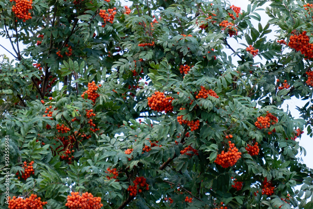 Rowan branch with a bunch of red ripe berries. Sorbus aucuparia tree, selective focus