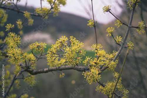 flowers in the fog