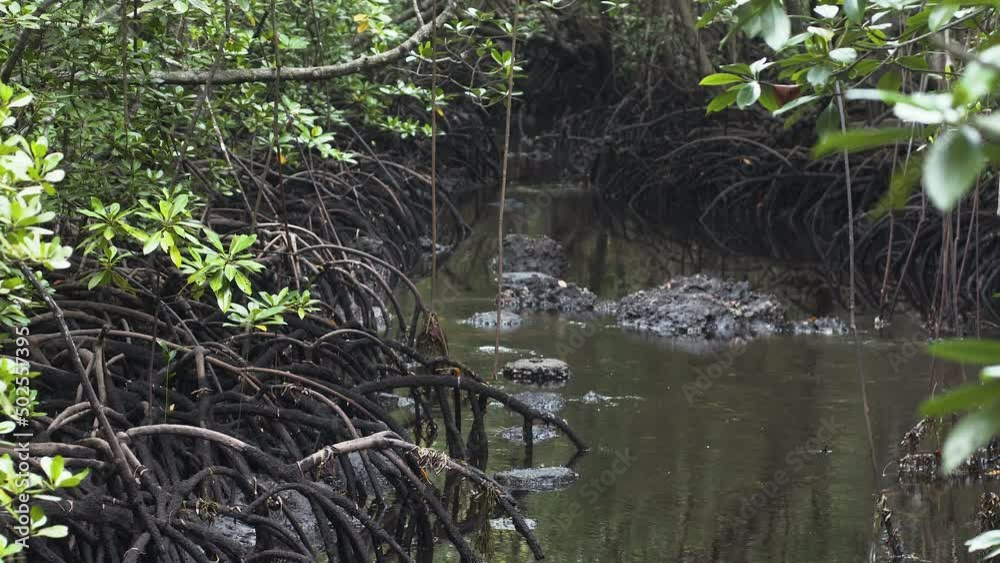 Small stream in dense mangrove tree root jungle, Zanzibar. Small stream in dense mangrove tree root jungle, Zanzibar.