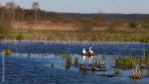 Swans on nest. Springtime background.