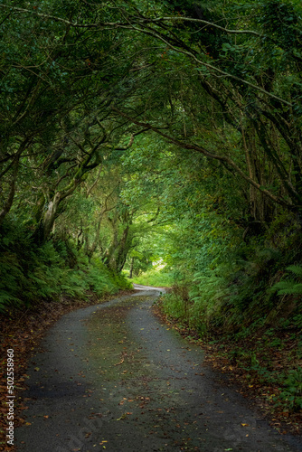 A scenic view down a cornish lane with famous cornish hedgerows creating a tree tunnel, Millpool, Cornwall, United Kingdom.