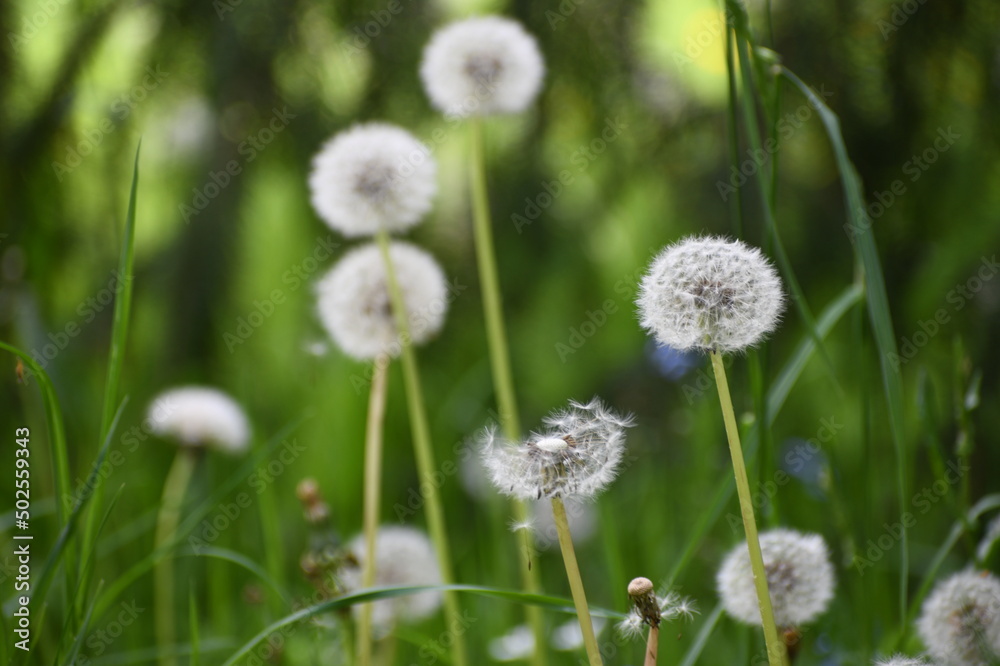 Close-up picture of Dandelions. Dandelion white flowers in green grass