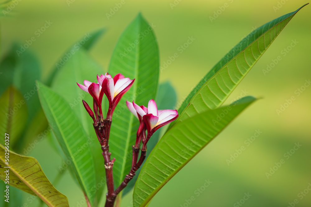 pink and white flowers pink and white flowers