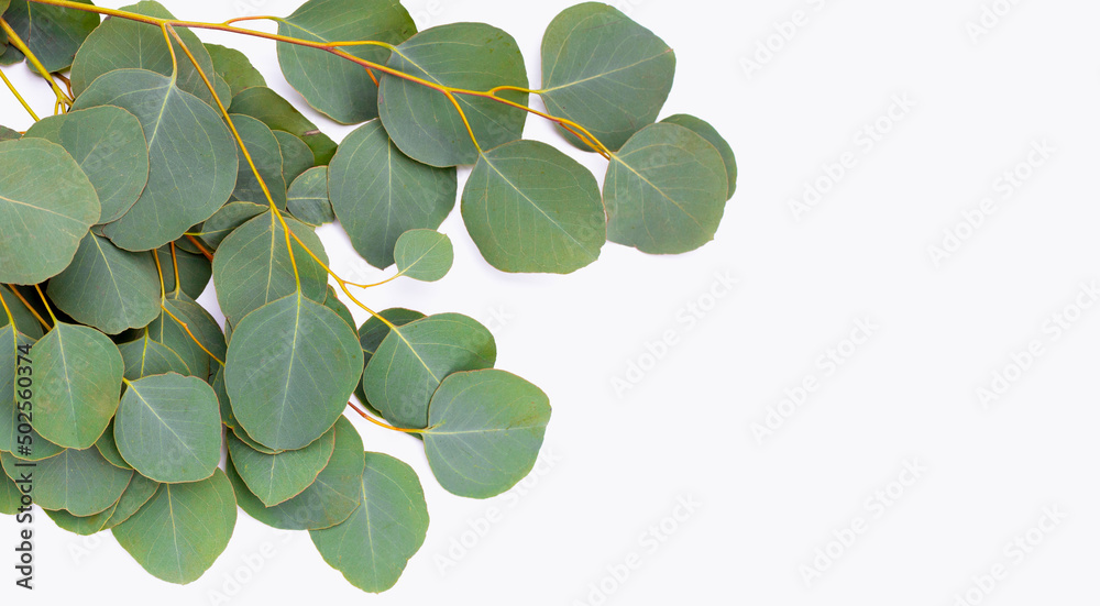 Fototapeta premium Green leaves of eucalyptus on white