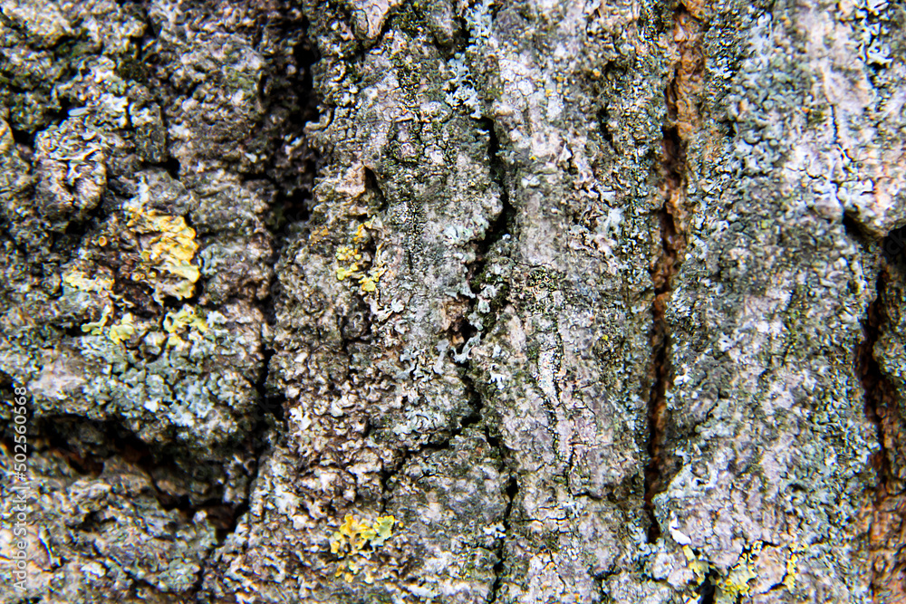 Tree bark texture with moss, closeup Tree bark texture with moss, closeup