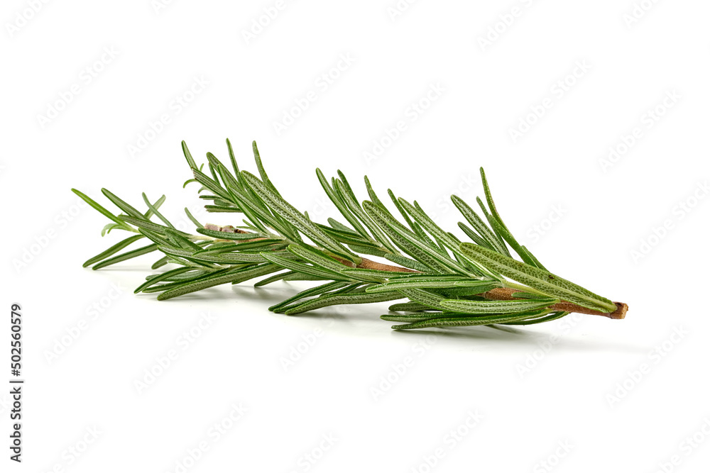 Fresh rosemary, closeup, isolated on a white background. Fresh rosemary, closeup, isolated on a white background.
