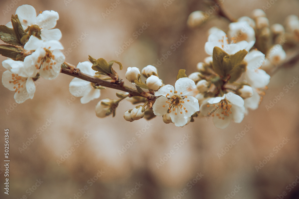 Natural background of branches of a flowering tree, selective focus Natural background of branches of a flowering tree, selective focus
