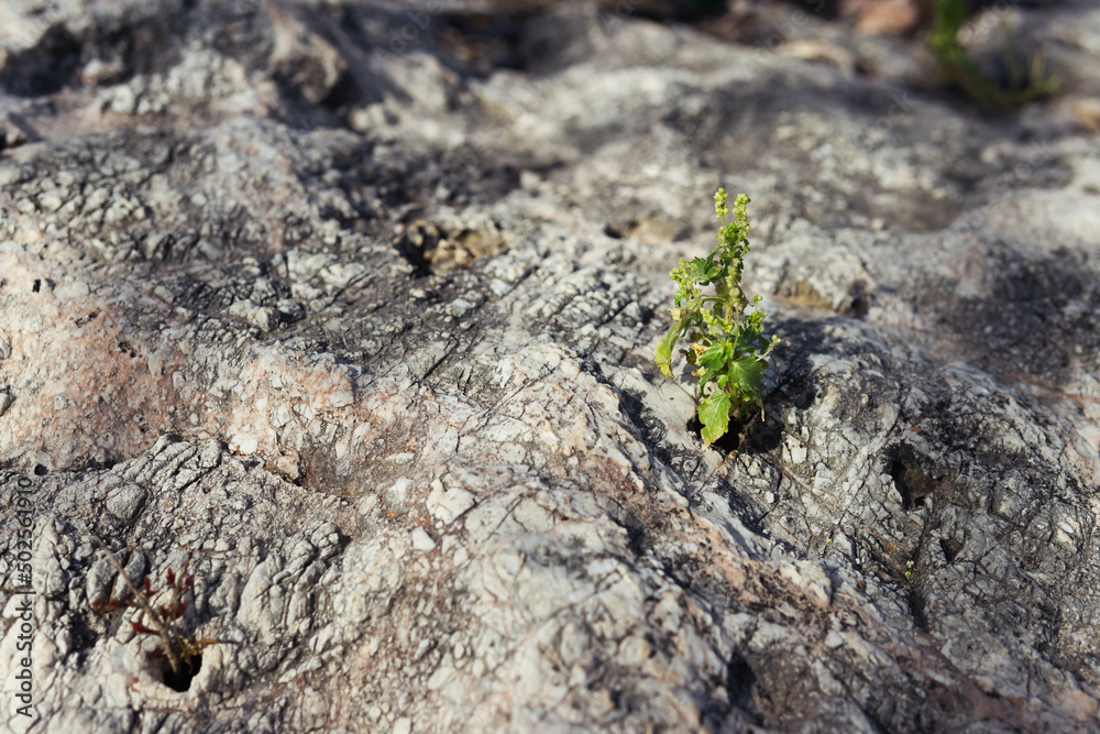 green flower in the crack of an old stone slab -the concept of rebirth green flower in the crack of an old stone slab -the concept of rebirth