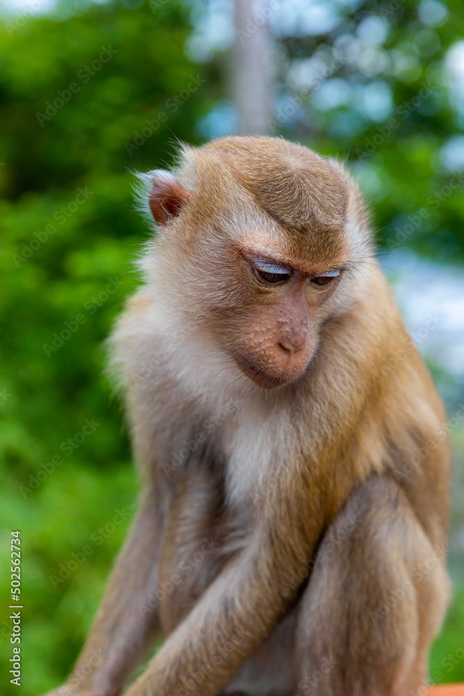 portrait of a macaque