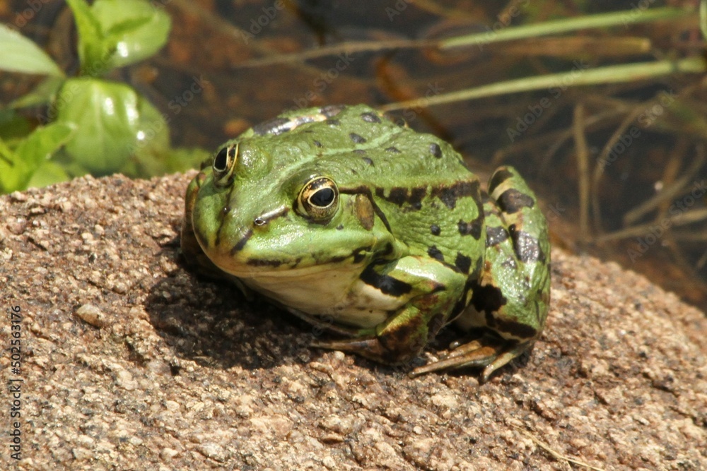 Obraz premium Frosch, Kröte