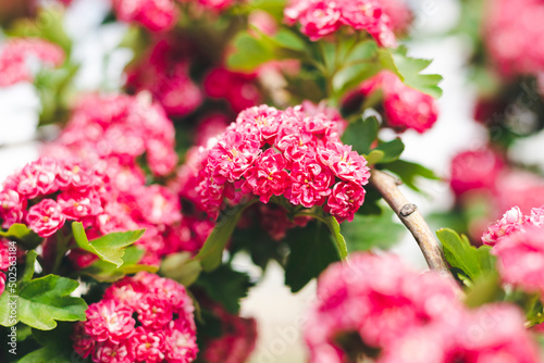 Pink flowers of Crataegus laevigata. photo