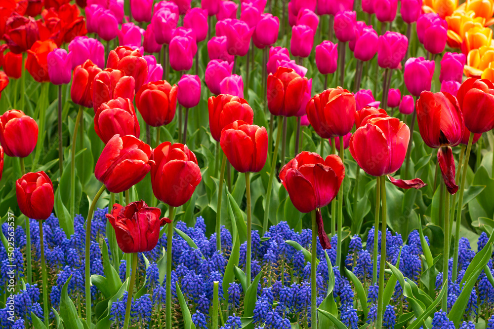 Colorful spring field with blooming tulips and bluebells. Vivid flower background of a garden.
