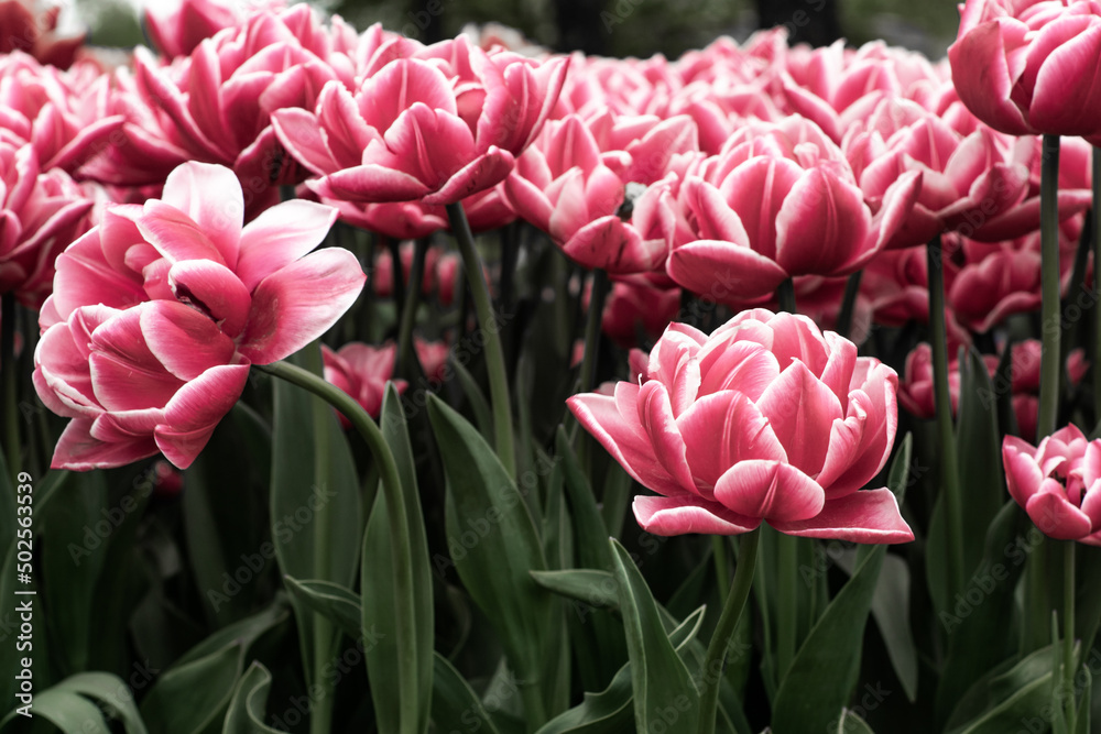 Moody, desaturated photo of many beautiful tulip flowers growing in the garden.