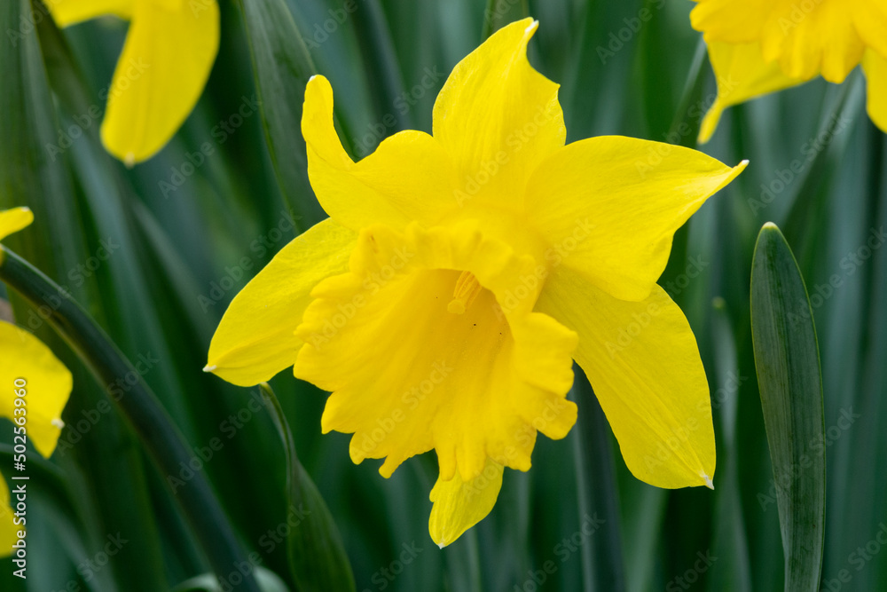 Beautiful yellow blooming narcissus in the park on a flower bed closeup Beautiful yellow blooming narcissus in the park on a flower bed closeup