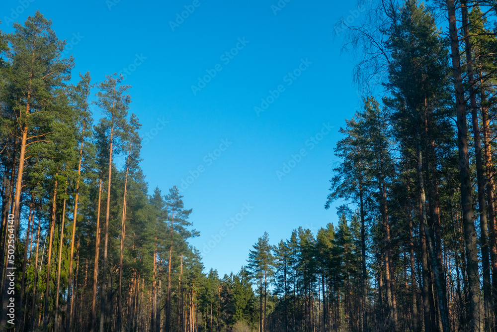 Forest against the sky. Pine trees against a blue sky with clouds on a sunny day Forest against the sky. Pine trees against a blue sky with clouds on a sunny day
