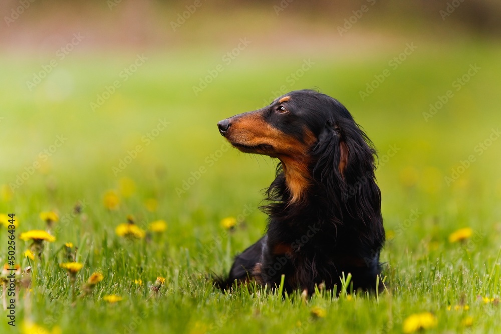 Dachshund dog sitting in dandelions Dachshund dog sitting in dandelions