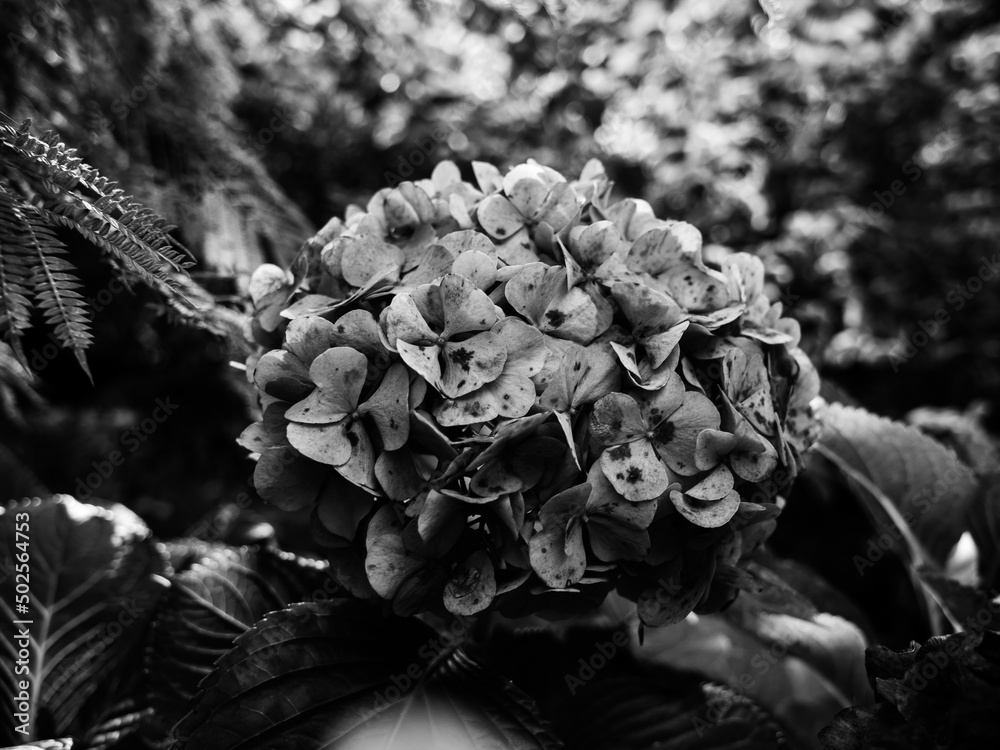 Hydrangea flower Hydrangea flower